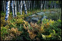 Birch trees on Greenstone ridge. Isle Royale National Park, Michigan, USA.