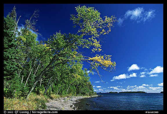 Poplar, coast on Rock Harbor trail. Isle Royale National Park (color)