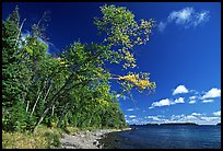 Poplar, coast on Rock Harbor trail. Isle Royale National Park, Michigan, USA. (color)