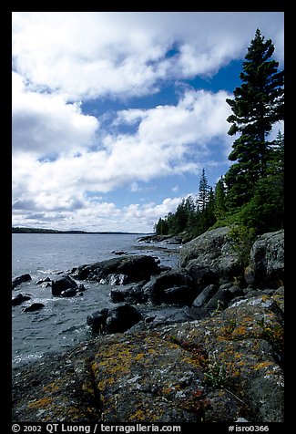 Tree, slabs, and oastine on the Stoll trail. Isle Royale National Park, Michigan, USA.