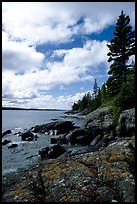 Tree, slabs, and oastine on the Stoll trail. Isle Royale National Park, Michigan, USA. (color)