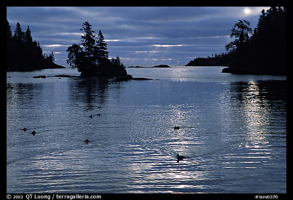 Loons, early morning on Chippewa harbor. Isle Royale National Park (color)