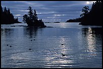 Loons, early morning on Chippewa harbor. Isle Royale National Park, Michigan, USA.