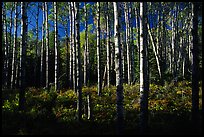 Birch trees near Mt Franklin trail. Isle Royale National Park, Michigan, USA. (color)