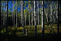 Birch trees near Mt Franklin trail. Isle Royale National Park, Michigan, USA.