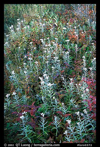 Meadow close-up. Isle Royale National Park, Michigan, USA.