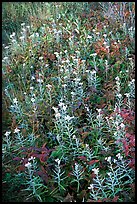 Meadow close-up. Isle Royale National Park, Michigan, USA.