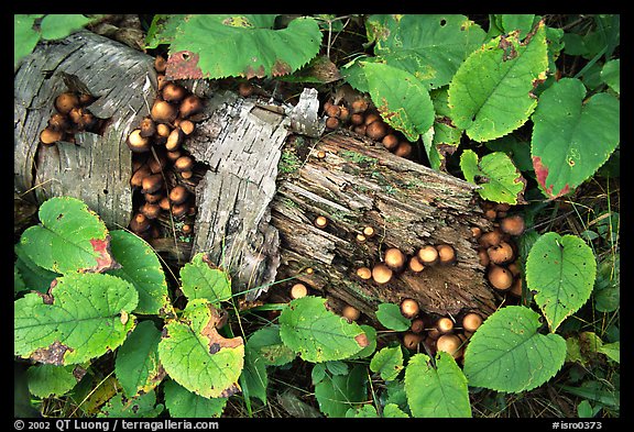 Log and mushrooms. Isle Royale National Park (color)