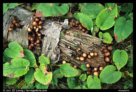 Log and mushrooms. Isle Royale National Park, Michigan, USA.