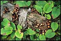 Log and mushrooms. Isle Royale National Park, Michigan, USA. (color)