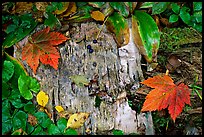 Maple leaves and weathered wood. Isle Royale National Park, Michigan, USA. (color)