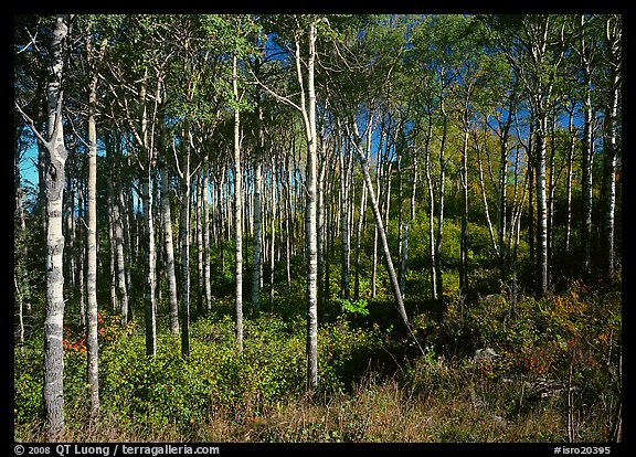 Sunny birch forest. Isle Royale National Park (color)