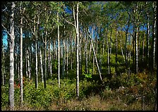 Sunny birch forest. Isle Royale National Park, Michigan, USA.