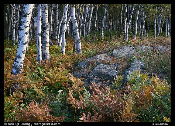 Birch trees on Greenstone ridge. Isle Royale National Park, Michigan, USA.