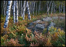 Birch trees on Greenstone ridge. Isle Royale National Park, Michigan, USA.