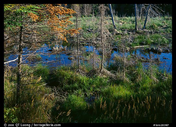 Beaver pond. Isle Royale National Park, Michigan, USA.