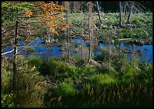 Beaver pond. Isle Royale National Park ( color)