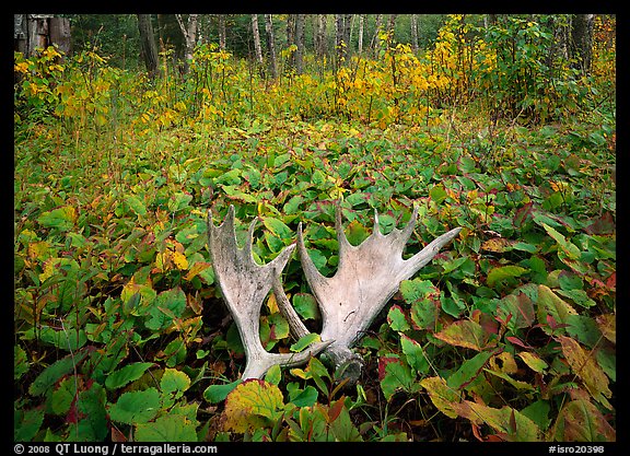 Moose antlers, Windego. Isle Royale National Park (color)