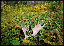 Moose antlers, Windego. Isle Royale National Park, Michigan, USA. (color)