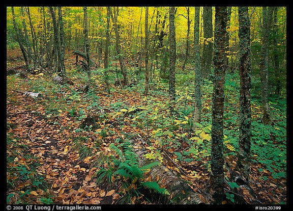 Forest in fall, Windego. Isle Royale National Park (color)