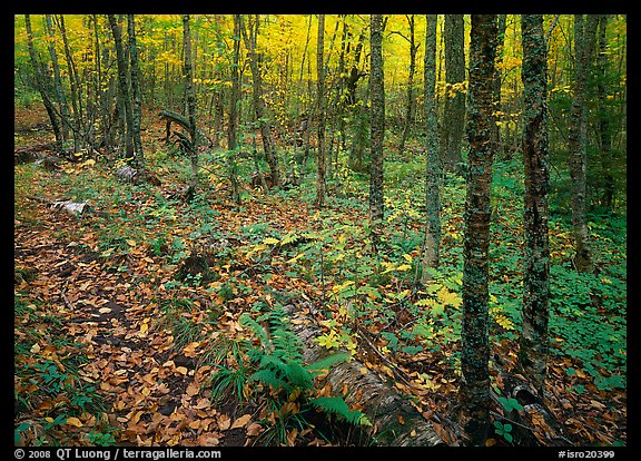 Forest in fall, Windego. Isle Royale National Park, Michigan, USA.