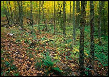 Forest in fall, Windego. Isle Royale National Park, Michigan, USA.