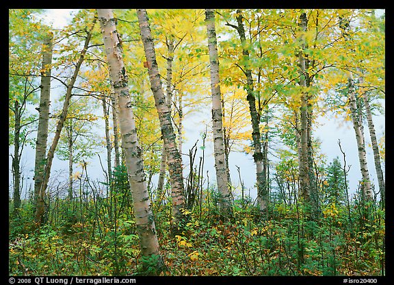 Birch trees in autum with branches blurred by wind. Isle Royale National Park (color)