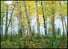 Birch trees in autum with branches blurred by wind. Isle Royale National Park, Michigan, USA.