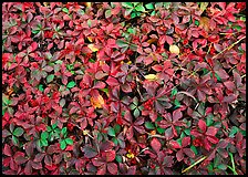 Berry leaves on forest floor in autumn. Isle Royale National Park, Michigan, USA.