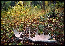 Fallen moose antlers in autumn forest. Isle Royale National Park ( color)