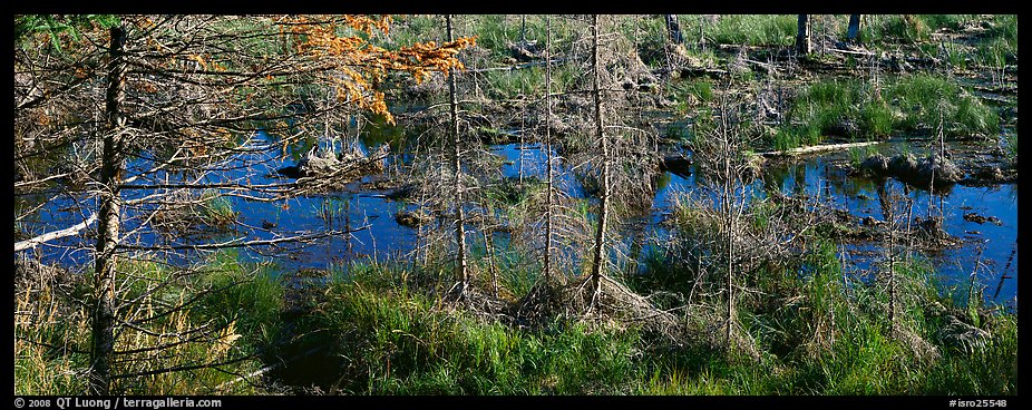 Beaver pond in autumn. Isle Royale National Park, Michigan, USA.