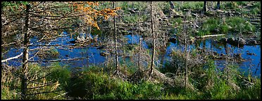 Beaver pond in autumn. Isle Royale National Park (Panoramic color)