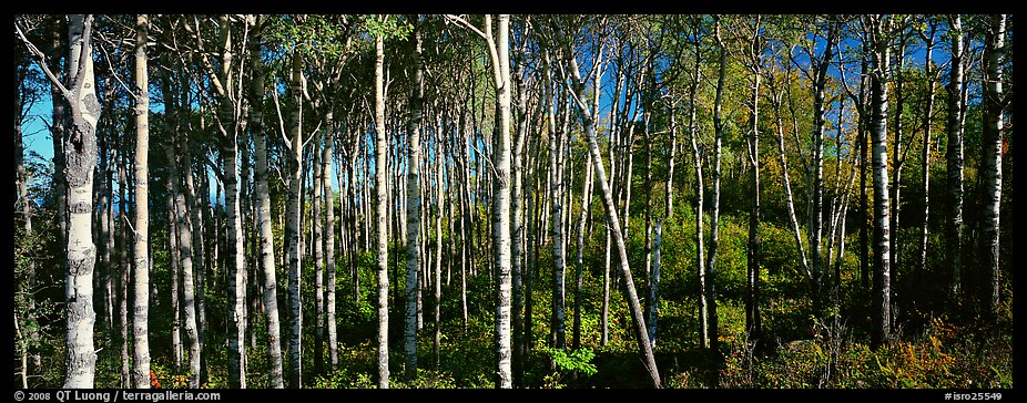 Birch north woods forest scene. Isle Royale National Park, Michigan, USA.