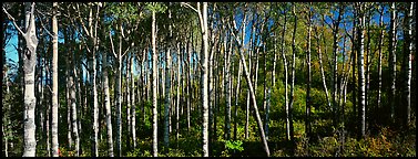 Birch north woods forest scene. Isle Royale National Park (Panoramic color)