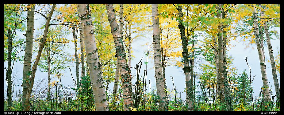 Birch trees with yellow autumn leaves. Isle Royale National Park, Michigan, USA.