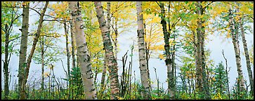 Birch trees with yellow autumn leaves. Isle Royale National Park, Michigan, USA.