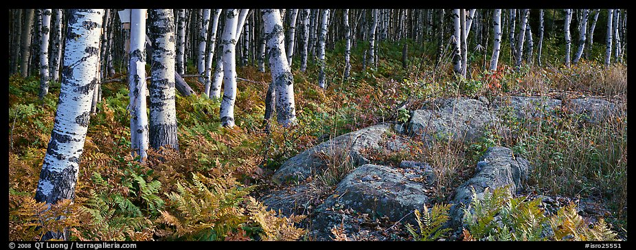 Ferns and north woods forest in autumn. Isle Royale National Park, Michigan, USA.