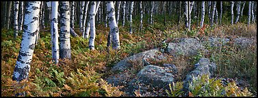 Ferns and north woods forest in autumn. Isle Royale National Park, Michigan, USA.