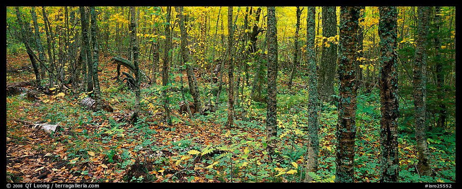 Deciduous forest in autumn. Isle Royale National Park, Michigan, USA.