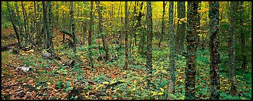 Deciduous forest in autumn. Isle Royale National Park (Panoramic color)