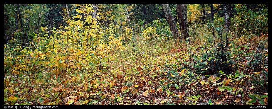 Forest floor in the fall. Isle Royale National Park (color)