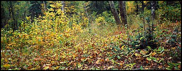 Forest floor in the fall. Isle Royale National Park (Panoramic color)