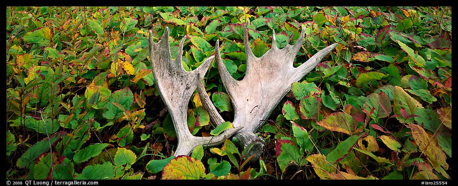 Fallen moose antlers and forest floor in autumn. Isle Royale National Park (color)