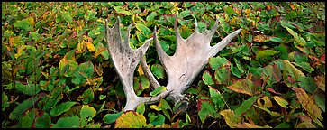 Fallen moose antlers and forest floor in autumn. Isle Royale National Park, Michigan, USA.