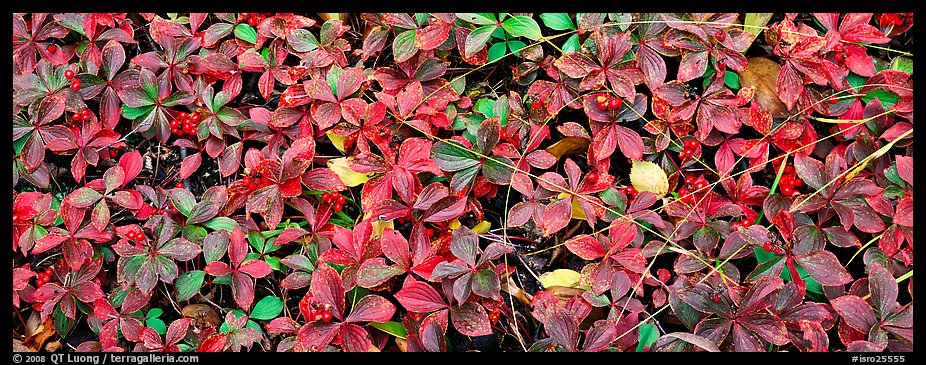 Close-up of berry leaves in autumn colors. Isle Royale National Park, Michigan, USA.