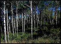 Birch trees. Isle Royale National Park, Michigan, USA.