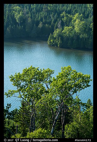 Trees above Duncan Bay. Isle Royale National Park, Michigan, USA.