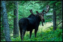 Bull moose in summer forest. Isle Royale National Park ( color)