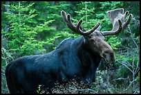 Large bull moose. Isle Royale National Park ( color)