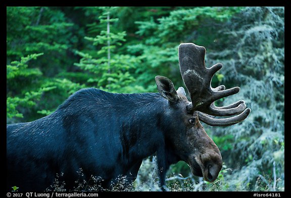 Bull moose. Isle Royale National Park (color)